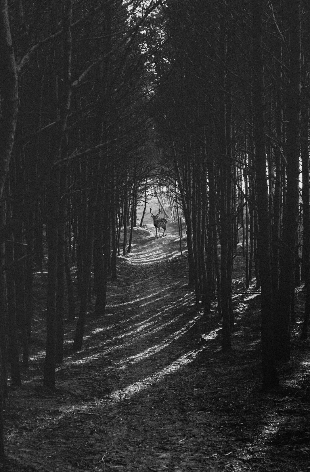 dark forest path